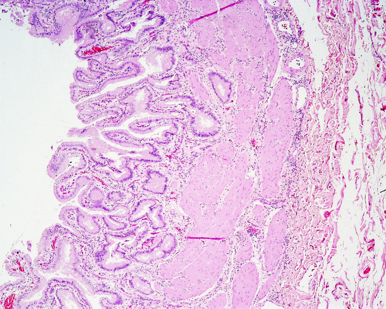 Hematoloģija un histologija