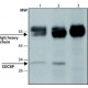 ANTI-SDCBP (N-TERMINAL) ~1.0 mg/mL, affinity isolated antibody, buffered aqueous solution,