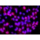 MONOCLONAL ANTI-POLYHISTIDINE*CLONE HIS- clone HIS-1, ascites fluid,
