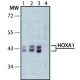 ANTI-HOXA1 IgG fraction of antiserum, buffered aqueous solution,