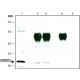 ANTI-HOXB13 ~1.0 mg/mL, affinity isolated antibody, buffered aqueous solution,