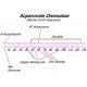 SUPEROXIDE DISMUTASE FROM BOVINE ERYTHROCYTES, BIOREAGENT, SUITABLE FOR CELL CULTURE 