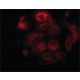 ANTI-STIM1 (C-TERMINAL) ~1 mg/mL, affinity isolated antibody, buffered aqueous solution,