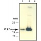 ANTI-CENP-A (C-TERMINAL) ~2 mg/mL, affinity isolated antibody, buffered aqueous solution,