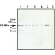 ANTI-CULLIN-1 affinity isolated antibody, buffered aqueous solution,
