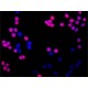 ANTI-HOXA3 ~1.0 mL/mL, affinity isolated antibody,