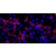 RABBIT ANTI-HA TAG, AFFINITY ISOLATED ANTIBODY affinity isolated antibody, buffered aqueous solution,