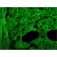 Monoclonal Anti-Dystrophin antibody produced in mouse, clone MANDYS8, ascites fluid,