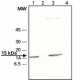 ANTI-SUMO-2/3 ~0.6 mg/mL, affinity isolated antibody, buffered aqueous solution,