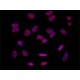 ANTI-SAM68 (C-TERMINAL) ~1.0 mg/mL, affinity isolated antibody, buffered aqueous solution,