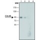 ANTI-CULLIN-4B ~1.0 mg/mL, affinity isolated antibody, buffered aqueous solution,
