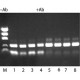 JUMPSTART REDTAQ DNA POLYMERASE Hot-start Taq enzyme with inert dye, 10X buffer included,