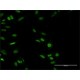 Monoclonal Anti-PARP1, (N-terminal) antibody produced in mouse, clone 2C7, purified immunoglobulin, buffered aqueous solution,