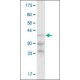 Monoclonal Anti-B4GALT5 antibody produced in mouse, clone 4B9, purified immunoglobulin, buffered aqueous solution,