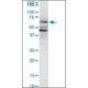 Monoclonal Anti-PAIP1 antibody produced in mouse, clone 2D11, purified immunoglobulin, buffered aqueous solution,