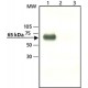 ANTI-YAP1 (C-TERMINAL) ~1 mg/mL, affinity isolated antibody, buffered aqueous solution,