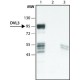 ANTI-DVL-3 (C-TERMINAL REGION) ~1.5 mg/mL, affinity isolated antibody, buffered aqueous solution,