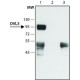 ANTI-DVL-3 (N-TERMINAL) ~1.5 mg/mL, affinity isolated antibody, buffered aqueous solution,