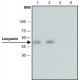 ANTI-LEUPAXIN (N-TERMINAL) ~1.0 mg/mL, affinity isolated antibody, buffered aqueous solution,