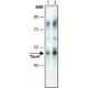 ANTI-TIM4 (N-TERMINAL) ~1.0 mg/mL, affinity isolated antibody, buffered aqueous solution,