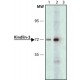 ANTI-KINDLIN-3 ~1.0 mg/mL, affinity isolated antibody, buffered aqueous solution,