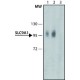 ANTI-SLC9A1 ~1.0 mg/mL, affinity isolated antibody, buffered aqueous solution,