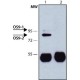 ANTI-OS9, ANTIBODY PRODUCED IN RABBIT& ~1.0 mg/mL, affinity isolated antibody, buffered aqueous solution,