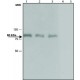 ANTI-DAB-1 (C-TERMINAL) ~1 mg/mL, affinity isolated antibody, buffered aqueous solution,