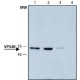 ANTI-VPS4B ~1.0 mg/mL, affinity isolated antibody, buffered aqueous solution,