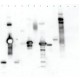 LECTIN FROM TRITICUM VULGARIS*PEROXIDASE peroxidase conjugate, lyophilized powder,