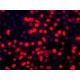 ANTI-BMI1 (C-TERMINAL) ANTIBODY PRODUC& ~1.0 mg/mL, affinity isolated antibody, buffered aqueous glycerol solution,
