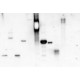 LECTIN FROM CONCANAVALIN A PEROXIDASE*LA 