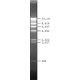 LAMBDA DNA HIND III DIGEST, FOR DNA ELE& for DNA electrophoresis,