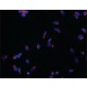ANTI-NUCB1 (N-TERMINAL) ~1.5 mg/mL, affinity isolated antibody, buffered aqueous solution,