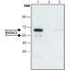 ANTI-DCDC2 ~1.5 mg/mL, affinity isolated antibody, buffered aqueous solution,