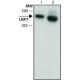 Monoclonal Anti-USP7 antibody produced in rat, ~1.0 mg/mL, clone USP 3D8, purified immunoglobulin, buffered aqueous solution,