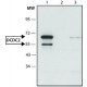 ANTI-DCDC2 (C-TERMINAL) ~1.5 mg/mL, affinity isolated antibody, buffered aqueous solution,
