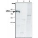 ANTI-DVL1 (C-TERMINAL) ~1.5 mg/mL, affinity isolated antibody, buffered aqueous solution,