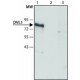 ANTI-DVL1 ~1.5 mg/mL, affinity isolated antibody, buffered aqueous solution, antigen mol wt ~85 kDa,