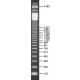 123 BP DNA LADDER, FOR DNA ELECTROPHORE& for DNA electrophoresis,