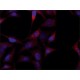 ANTI-JUB (N-TERMINAL) ~1.5 mg/mL, affinity isolated antibody, buffered aqueous solution,
