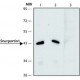 ANTI-SNURPORTIN1 (C-TERMINAL), ANTIBODY& ~1.0 mg/mL, affinity isolated antibody,
