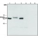 ANTI-MONOAMINE OXIDASE B (C-TERMINAL) affinity isolated antibody, ~1.5 mg/mL, buffered aqueous solution,
