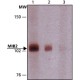 ANTI-MIB2 (C-TERMINAL) IgG fraction of antiserum, buffered aqueous solution,