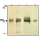 ANTI-MIB1 (C-TERMINAL) ~1.0 mg/mL, affinity isolated antibody, buffered aqueous solution,