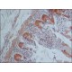 ANTI-IQGAP1, ANTIBODY PRODUCED IN RABB& ~1.5 mg/mL, affinity isolated antibody,