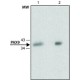 Monoclonal Anti-PAX9 antibody produced in rat, ~1.0 mg/mL, clone PAX9 7C2, purified immunoglobulin,
