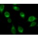 ANTI-RAB32, ANTIBODY PRODUCED IN RABBIT& ~1.0 mg/mL, affinity isolated antibody,