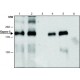 ANTI-GAPEX-5, ANTIBODY PRODUCED IN RABB& ~1.0 mg/mL, affinity isolated antibody,
