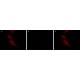 ANTI-EIF2C3 / AGO3, ANTIBODY PRODUCED& ~1.0 mg/mL, affinity isolated antibody,